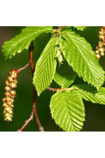 Граб звичайний цвітіння сережками